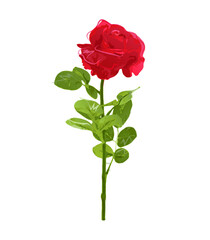 Obraz premium Watercolor rose flower card banner valentine day poster beauty drops draw edit vector transparent
