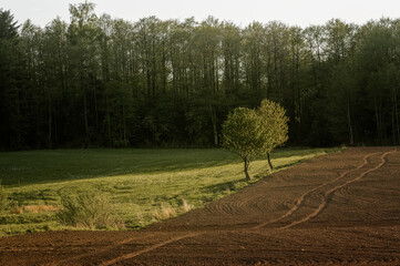 Krajobraz polana z dwoma drzewami na skraju lasu - obrazy, fototapety, plakaty