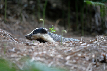 Blaireau d'Europe Meles meles à l'entrée de son terrier © denis