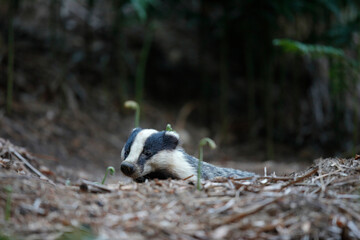 Blaireau d'Europe Meles meles à l'entrée de son terrier © denis