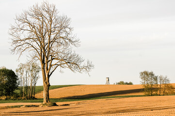 Krajobraz polana z samotnym drzewem i punktem obserwacyjnym dla myśliwych