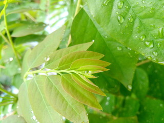 water drops on green leaf
