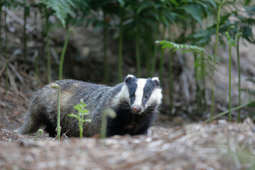 Blaireau d'Europe Meles meles à l'entrée de son terrier © denis
