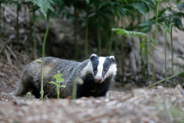 Blaireau d'Europe Meles meles à l'entrée de son terrier © denis