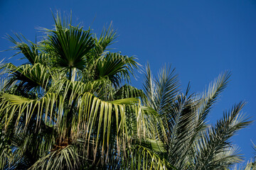 Beautiful palm trees against blue sky and houses roofs