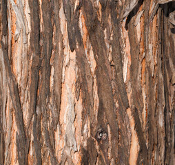 Texture of Metasequoia tree bark