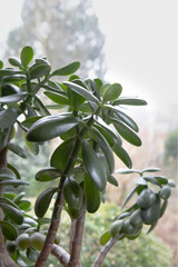 Obraz na płótnie Canvas Jade plant (Crassula ovata) lucky plant, money plant 