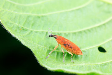 Weevil inhabits wild plants in North China