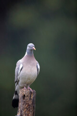 Wood pigeon Columba palumbus sitting on trunk