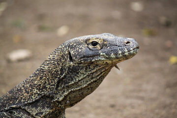 Big varan head on blurry background, comodo dragon
