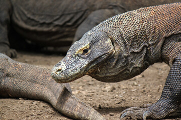 Big varan head on blurry background, comodo dragon
