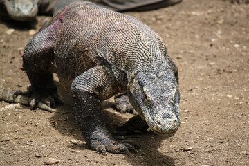 Big varan head on blurry background, comodo dragon