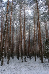 Pine winter forest. Winter forest. Snowfall in Poland.