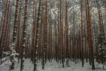 Fototapeta premium Pine winter forest. Winter forest. Snowfall in Poland.