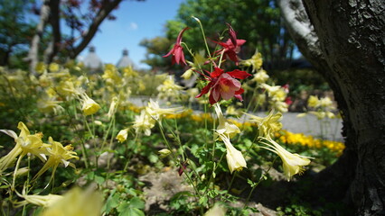 Obraz premium 花畑