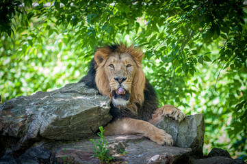 Ein männlicher Löwe döst im Schatten