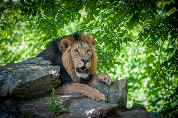 Ein männlicher Löwe döst im Schatten