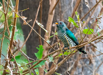 Male Asian emerald cuckoo perching on the branch , Thailand