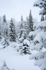 Naklejka premium snow-covered trees in the forest in winter