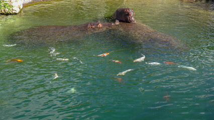 Famille d'hippopotames