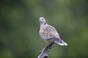 Tourterelle des bois Streptopelia turtur perchée sur une branche morte