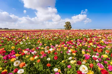 Fotobehang Spring in Israel © Kushnirov Avraham