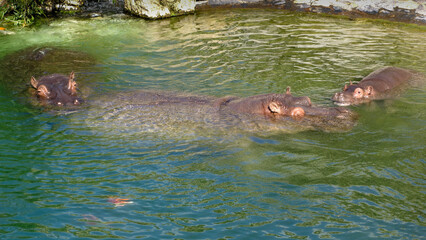 Fototapeta premium Famille d'hippopotames