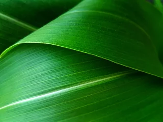 Peel and stick wall murals Macro photography Bright green leaf of maize, macro view