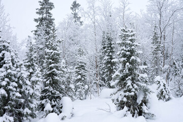 snow-covered trees in the forest in winter