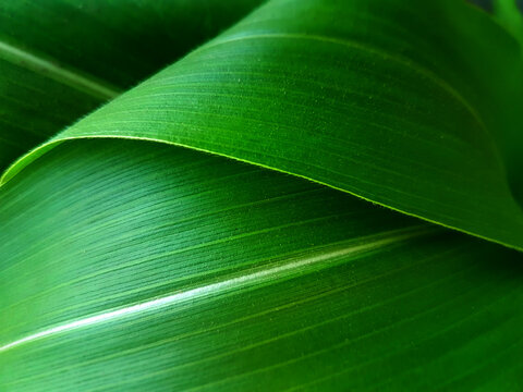 Bright green leaf of maize, macro view
