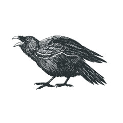 Black crow isolated on white. Vector illustration.