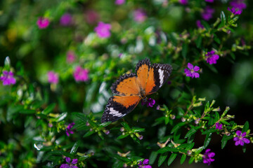 Fototapeta na wymiar monarch butterfly on flower in garden
