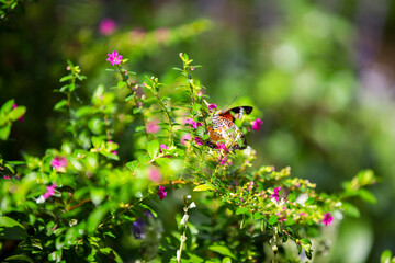 monarch butterfly on flower in garden
