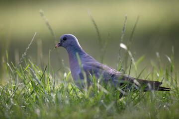 Pigeon colombin au sol en gros plan