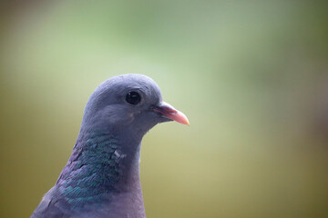 Pigeon colombin au sol en gros plan