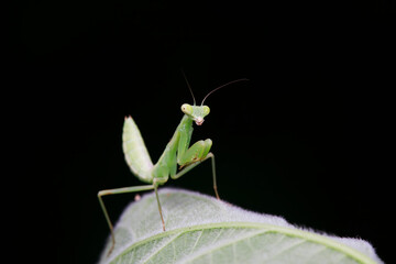 Mantis inhabits wild plants in North China