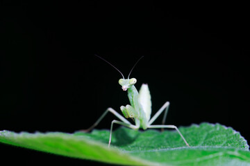 Mantis inhabits wild plants in North China