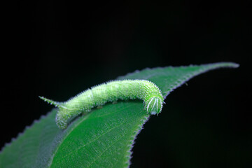 Moth larvae live on wild plants in North China