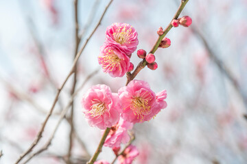 梅　梅の花　めじろ