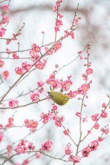 梅　梅の花　めじろ