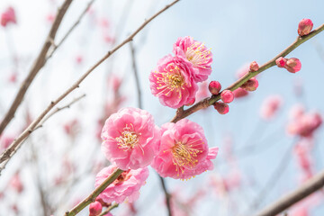 梅　梅の花　めじろ