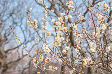 梅　梅の花　めじろ