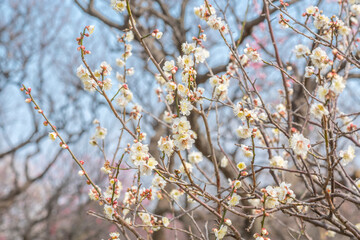 梅　梅の花　めじろ