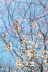 梅　梅の花　めじろ