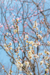 梅　梅の花　めじろ