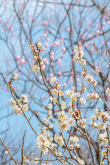 梅　梅の花　めじろ