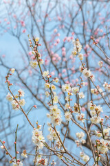 梅　梅の花　めじろ