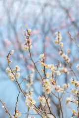 梅　梅の花　めじろ