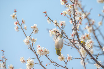 梅　梅の花　めじろ