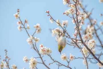 梅　梅の花　めじろ